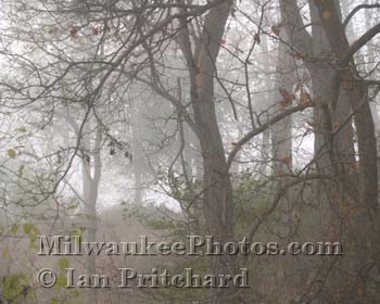 Photograph of Misty Tangled Branches from www.MilwaukeePhotos.com (C) Ian Pritchard